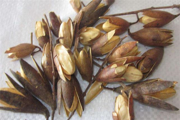 香椿籽泡水可以天天喝嗎 香椿籽泡水有副作用嗎 香椿籽泡水可以天天喝嗎 香椿籽泡水有副作用嗎