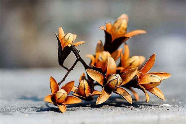 香椿籽泡酒的比例 香椿籽泡酒有什么功效 香椿籽泡酒的比例 香椿籽泡酒有什么功效