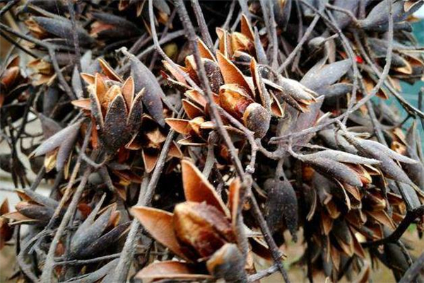 香椿子多少錢一斤 香椿籽怎么吃 香椿子多少錢一斤 香椿籽怎么吃