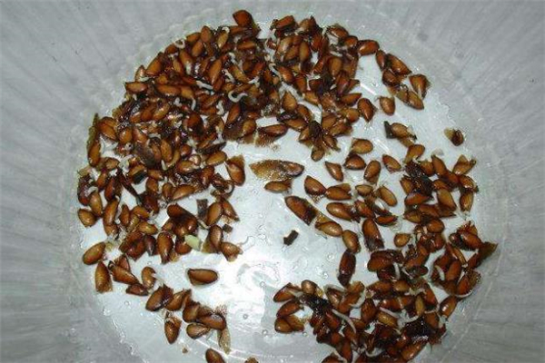 香椿子多少錢一斤 香椿籽怎么吃 香椿子多少錢一斤 香椿籽怎么吃