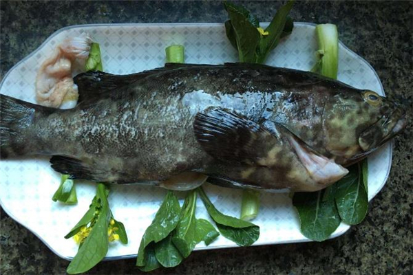 吃石斑魚可以提高免疫力嗎 石斑魚和什么菜一起吃最好 吃石斑魚可以提高免疫力嗎 石斑魚和什么菜一起吃最好