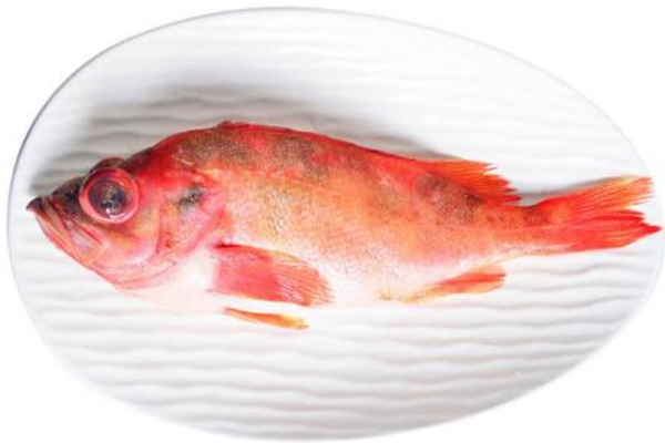 紅石斑魚有毒嗎 紅石斑魚孕婦能吃嗎 紅石斑魚有毒嗎 紅石斑魚孕婦能吃嗎