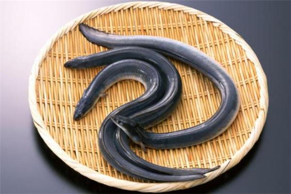 海鰻魚是什么 海鰻魚怎么做好吃 海鰻魚是什么 海鰻魚怎么做好吃