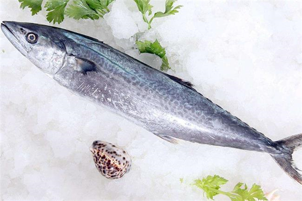 鲅魚(yú)什么人不能吃 鲅魚(yú)不能和什么一起吃 鲅魚(yú)什么人不能吃 鲅魚(yú)不能和什么一起吃