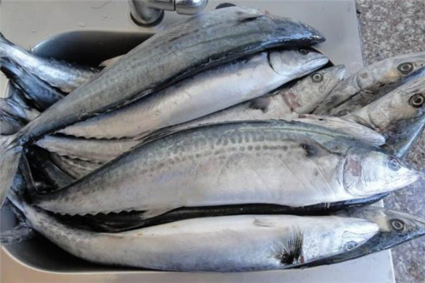 吃鲅魚(yú)會(huì)過(guò)敏嗎 吃鲅魚(yú)過(guò)敏怎么辦 吃鲅魚(yú)會(huì)過(guò)敏嗎 吃鲅魚(yú)過(guò)敏怎么辦