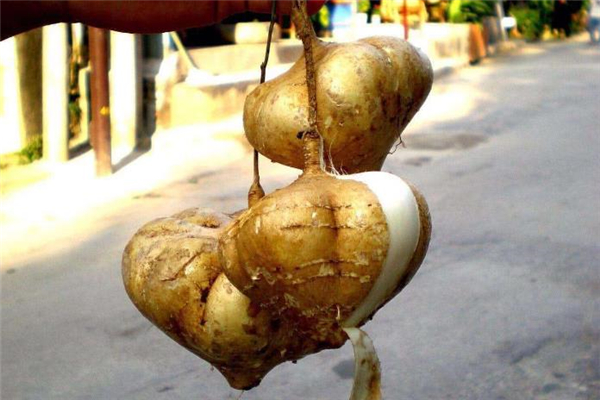 涼薯能放冰箱保存嗎 涼薯為什么會(huì)變色 涼薯能放冰箱保存嗎 涼薯為什么會(huì)變色