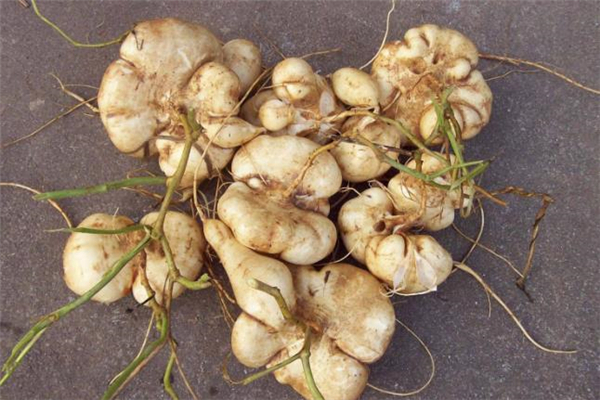 涼薯可以燉湯嗎 涼薯怎么煲湯好喝 涼薯可以燉湯嗎 涼薯怎么煲湯好喝