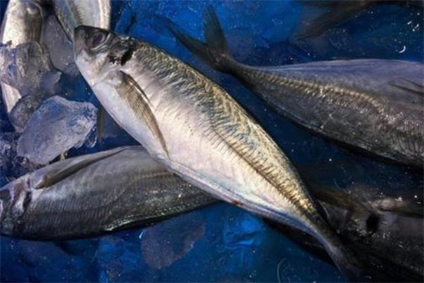 馬鮫魚越大越好吃嗎 馬鮫魚產(chǎn)自哪里 馬鮫魚越大越好吃嗎 馬鮫魚產(chǎn)自哪里