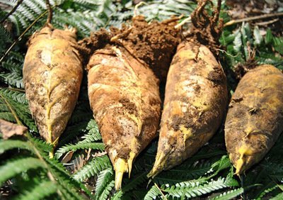 冬筍不焯水能吃嗎 冬筍焯水的方法 冬筍不焯水能吃嗎 冬筍焯水的方法