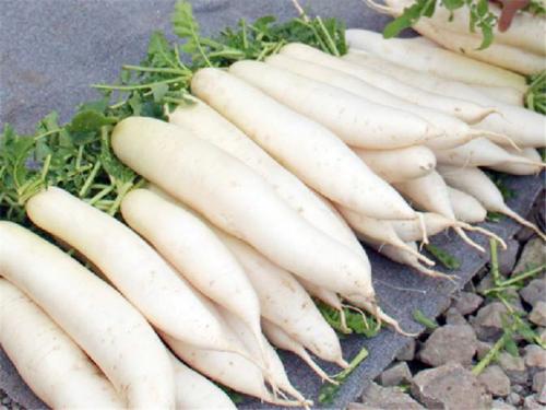 白蘿卜是感光食物嗎 白蘿卜為什么會(huì)有黑心的 白蘿卜是感光食物嗎 白蘿卜為什么會(huì)有黑心的
