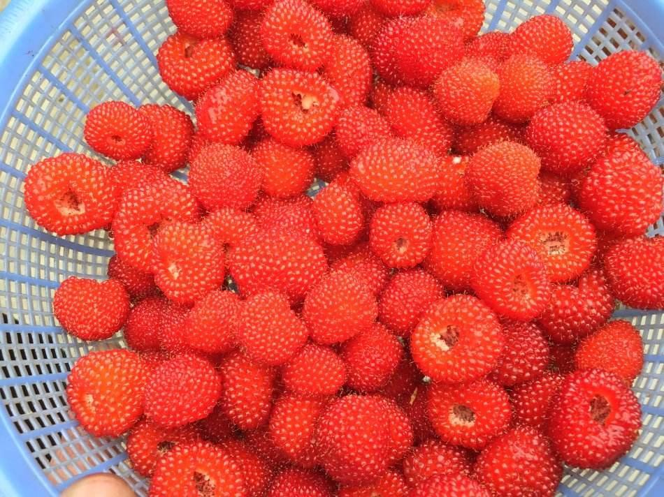 野草莓能榨汁嗎 吃野草莓會(huì)中毒嗎 野草莓能榨汁嗎 吃野草莓會(huì)中毒嗎