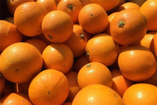 冰糖橙可以泡酒嗎 冰糖橙可以做陳皮嗎 冰糖橙可以泡酒嗎 冰糖橙可以做陳皮嗎