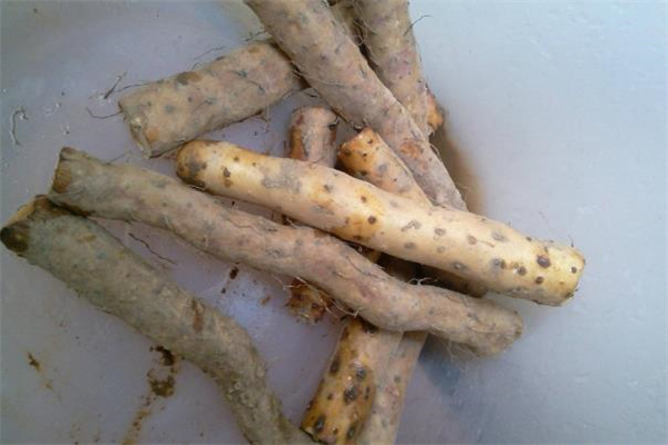 鐵棍山藥可以經(jīng)常吃嗎 鐵棍山藥的食用禁忌 鐵棍山藥可以經(jīng)常吃嗎 鐵棍山藥的食用禁忌