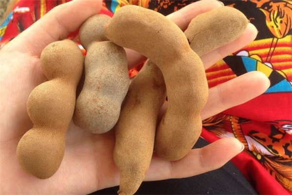 小孩能吃酸角嗎 哪些人不能吃酸角 小孩能吃酸角嗎 哪些人不能吃酸角