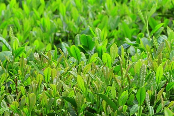 清明茶是紅茶還是綠茶 清明茶怎么沖泡 清明茶是紅茶還是綠茶 清明茶怎么沖泡