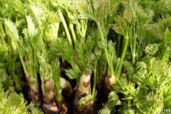 什么是刺龍芽 刺龍芽有什么作用 什么是刺龍芽 刺龍芽有什么作用