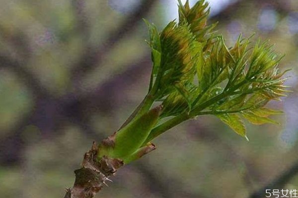 什么是刺龍芽 刺龍芽有什么作用 什么是刺龍芽 刺龍芽有什么作用