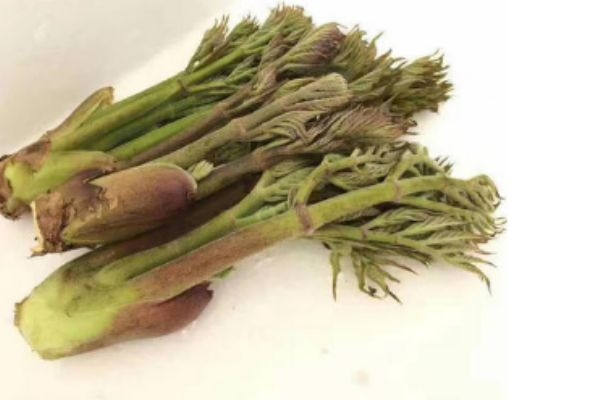 刺龍芽可以吃 刺龍芽有什么營養(yǎng)價值 刺龍芽可以吃 刺龍芽有什么營養(yǎng)價值