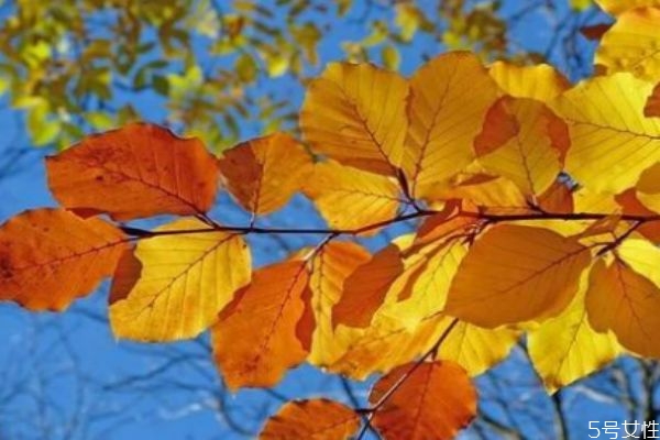 溫差大是什么意思 早晚溫差大對哪些人有影響 溫差大是什么意思 早晚溫差大對哪些人有影響