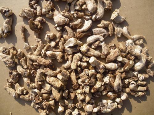 香菇根有毒嗎 香菇根的功效有哪些 香菇根有毒嗎 香菇根的功效有哪些