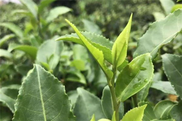 清明茶有保質(zhì)期嗎 清明茶保質(zhì)期多久 清明茶有保質(zhì)期嗎 清明茶保質(zhì)期多久