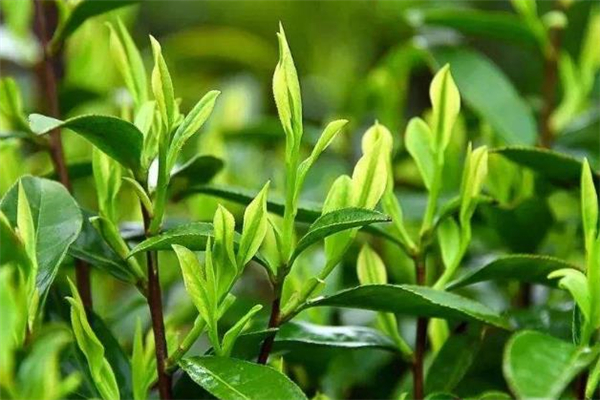 喝清明茶能減肥嗎 清明茶每次喝多少合適 喝清明茶能減肥嗎 清明茶每次喝多少合適