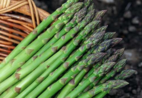 蘆筍頭上的花能吃嗎 蘆筍焯水要焯多久 蘆筍頭上的花能吃嗎 蘆筍焯水要焯多久