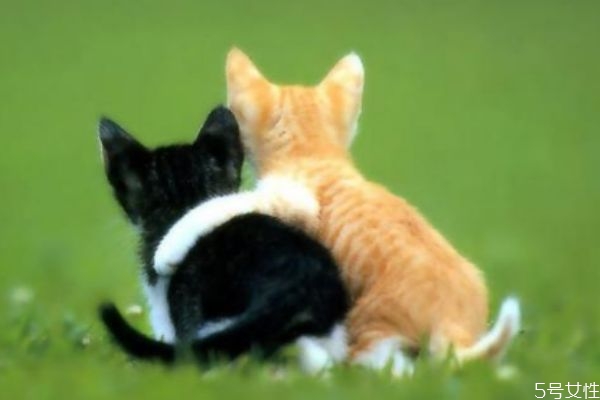 現(xiàn)實(shí)的婚姻 先婚后愛(ài) 現(xiàn)實(shí)的婚姻 先婚后愛(ài)