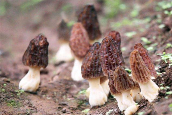 羊肚菌可以煲湯嗎 羊肚菌不能和什么一起吃 羊肚菌可以煲湯嗎 羊肚菌不能和什么一起吃