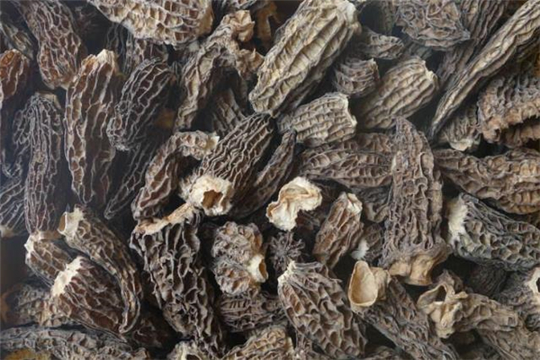 羊肚菌發(fā)霉了還能吃嗎 吃了發(fā)霉的羊肚菌會(huì)怎樣 羊肚菌發(fā)霉了還能吃嗎 吃了發(fā)霉的羊肚菌會(huì)怎樣