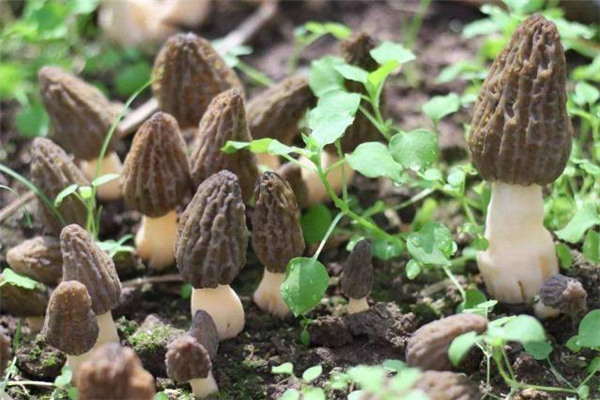 羊肚菌要泡多久 羊肚菌用多少度的水泡 羊肚菌要泡多久 羊肚菌用多少度的水泡