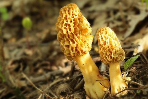 羊肚菌每天吃多少合適 羊肚菌吃了會(huì)中毒嗎 羊肚菌每天吃多少合適 羊肚菌吃了會(huì)中毒嗎