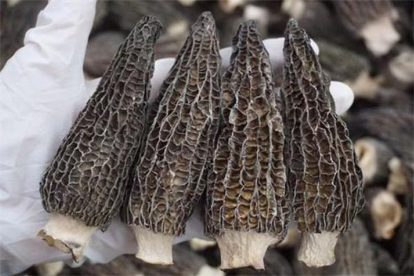 羊肚菌每天吃多少合適 羊肚菌吃了會(huì)中毒嗎 羊肚菌每天吃多少合適 羊肚菌吃了會(huì)中毒嗎