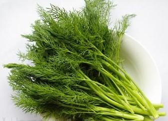 蕁麻疹能吃茴香嗎 茴香能生吃嗎 蕁麻疹能吃茴香嗎 茴香能生吃嗎