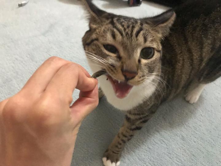 omega plus小魚(yú)干貓零食是哪個(gè)國(guó)家的 omega plus小魚(yú)干貓零食怎么吃 omega plus小魚(yú)干貓零食是哪個(gè)國(guó)家的 omega plus小魚(yú)干貓零食怎么吃