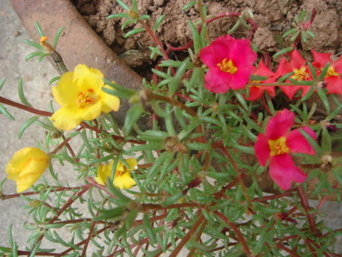 午時花是什么 午時花有哪些藥用價值 午時花是什么 午時花有哪些藥用價值