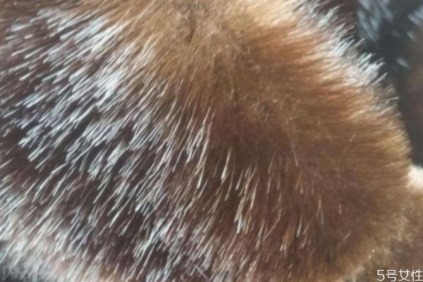 水貂絨怎么洗 水貂絨的優(yōu)缺點 水貂絨怎么洗 水貂絨的優(yōu)缺點