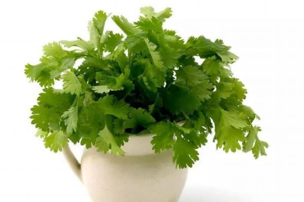 吃香菜會上火嗎 吃香菜對男人有害處嗎 吃香菜會上火嗎 吃香菜對男人有害處嗎