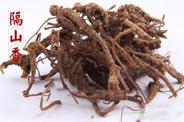 隔山香的功能主治 隔山香的作用 隔山香的功能主治 隔山香的作用