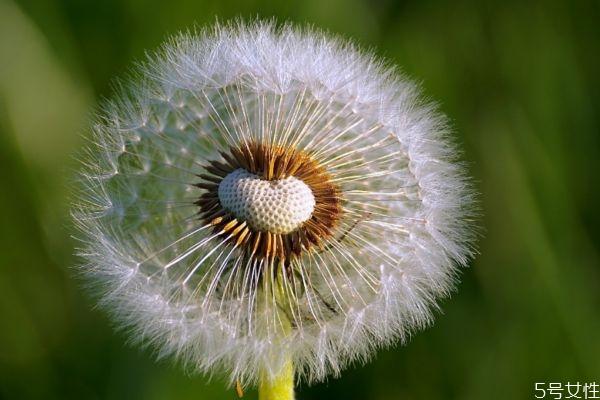 蒲公英可以減肥嗎 蒲公英減肥有效果嗎 蒲公英可以減肥嗎 蒲公英減肥有效果嗎