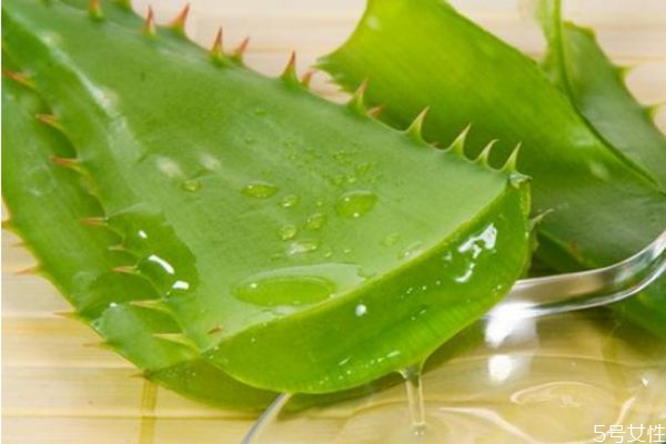 蘆薈膠用久了會長毛嗎 每天涂蘆薈膠睡覺好嗎 蘆薈膠用久了會長毛嗎 每天涂蘆薈膠睡覺好嗎