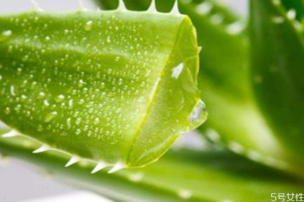 蘆薈膠白天可以用嗎 蘆薈膠白天用會變黑嗎 蘆薈膠白天可以用嗎 蘆薈膠白天用會變黑嗎