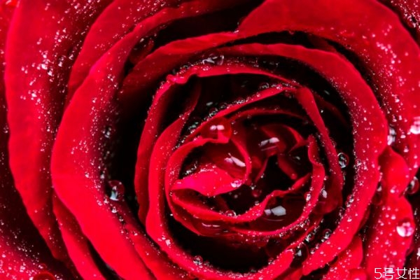 玫瑰精油可以淡斑嗎 玫瑰精油有淡斑的效果嗎 玫瑰精油可以淡斑嗎 玫瑰精油有淡斑的效果嗎