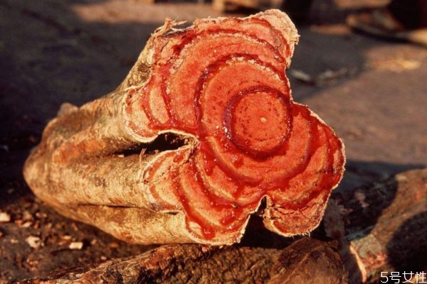 什么是雞血藤 雞血藤是什么 什么是雞血藤 雞血藤是什么