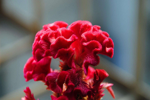 雞冠花是什么 雞冠花的作用 雞冠花是什么 雞冠花的作用