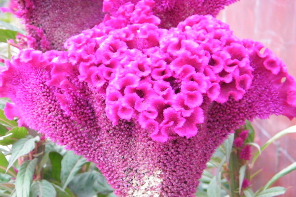 雞冠花是什么 雞冠花的作用 雞冠花是什么 雞冠花的作用