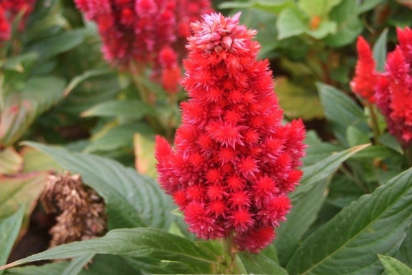 雞冠花是什么 雞冠花的作用 雞冠花是什么 雞冠花的作用