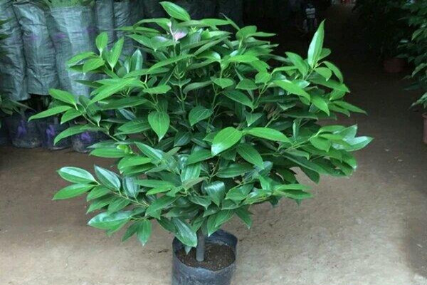 平安樹可以淋雨嗎 平安樹淋雨能淋雨嗎 平安樹可以淋雨嗎 平安樹淋雨能淋雨嗎