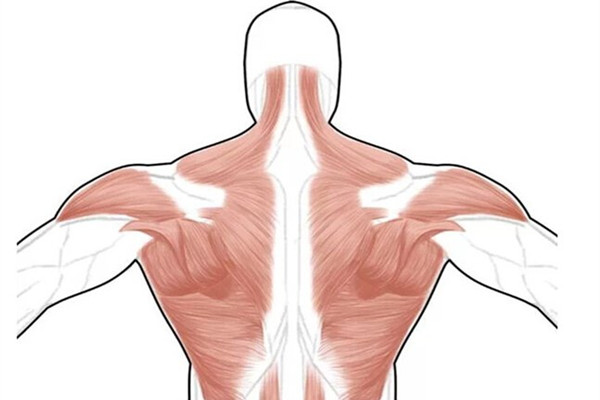 斜方肌的作用 斜方肌有什么作用 斜方肌的作用 斜方肌有什么作用