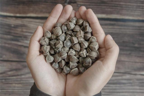 辣木籽吃多了會怎么樣 辣木籽吃多了會中毒嗎 辣木籽吃多了會怎么樣 辣木籽吃多了會中毒嗎